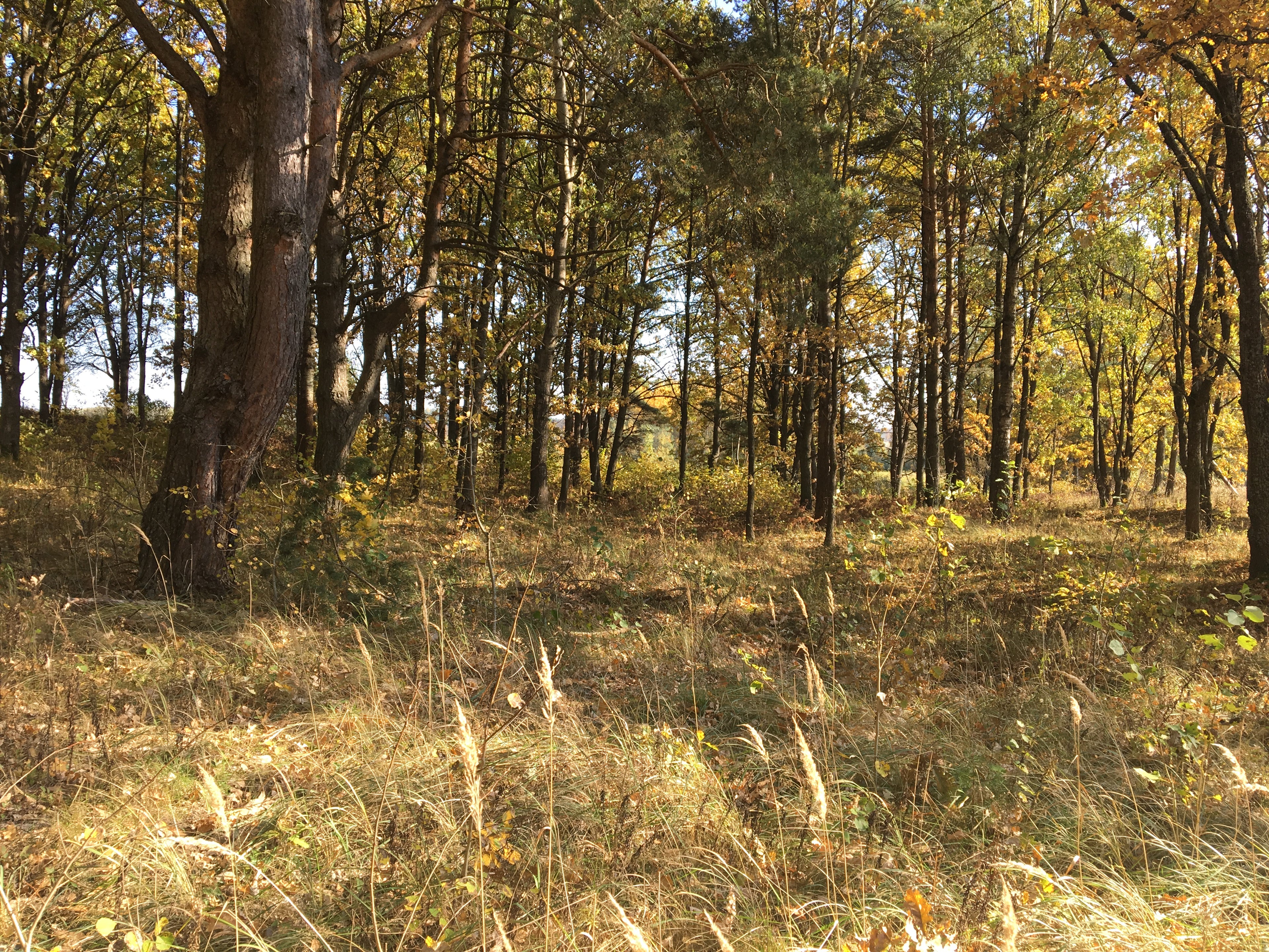 Land for sale in 324 acres in the development zone of the city Elektrenai, Lithuania