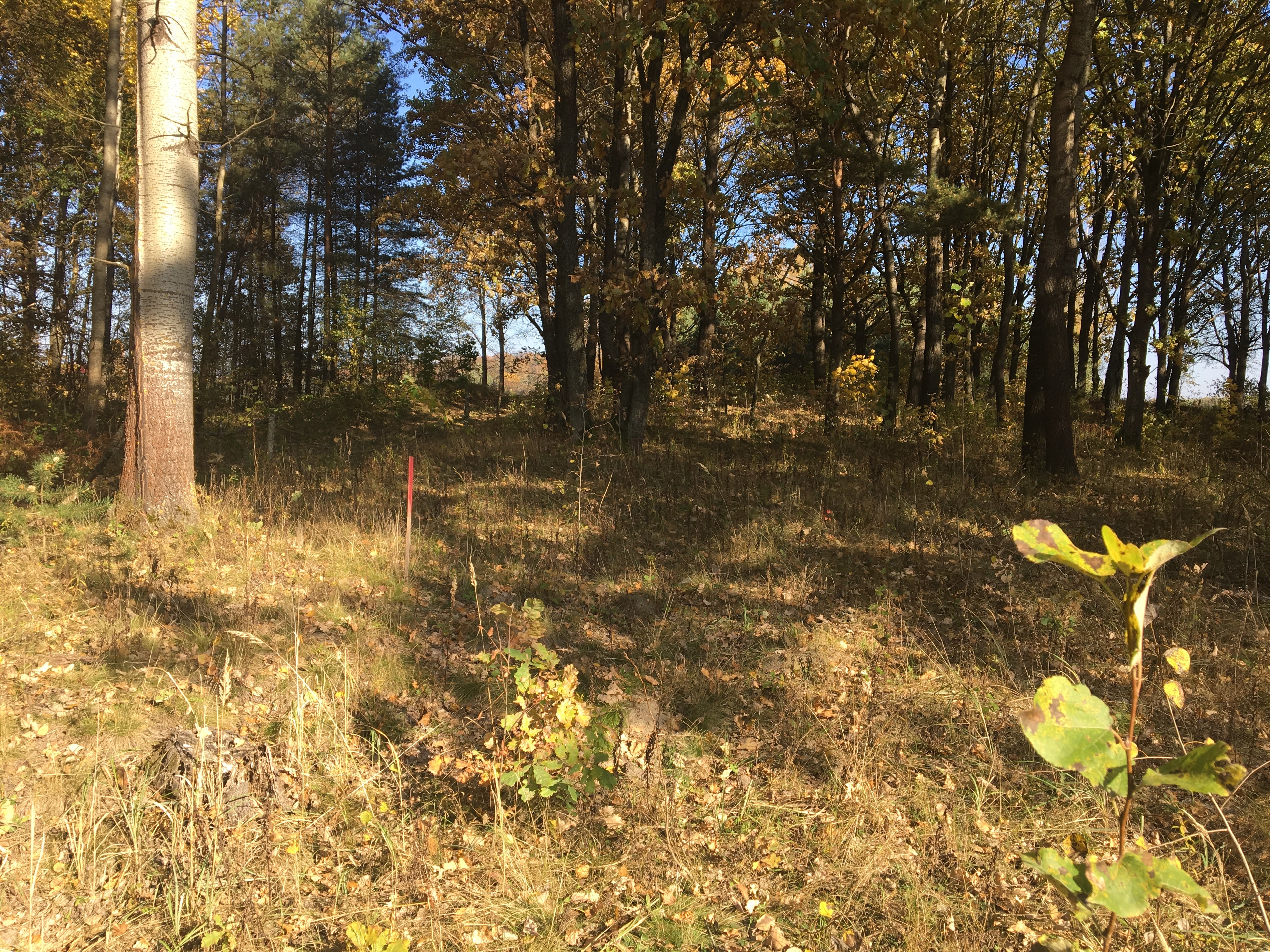 Land for sale in 324 acres in the development zone of the city Elektrenai, Lithuania
