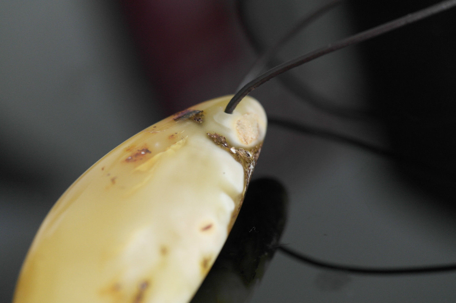 Genuine Baltic Amber handmade pendant on the rope