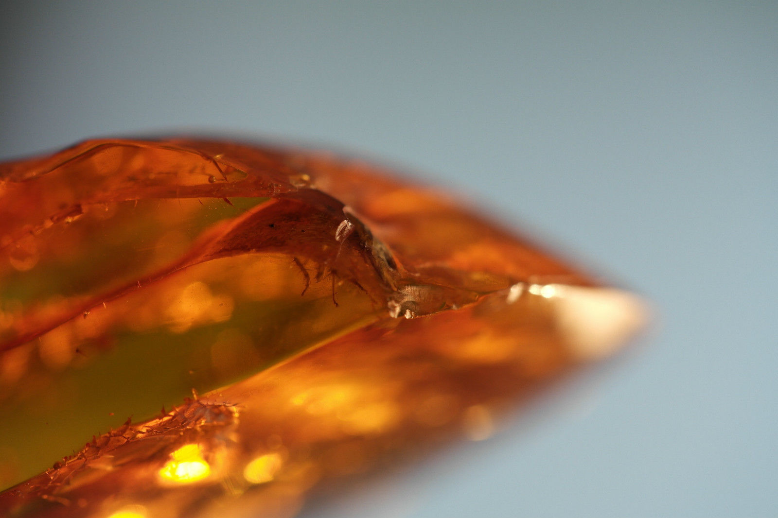 Piedra auténtica de ámbar báltico con insectos de inclusión en el marco de exposición.
