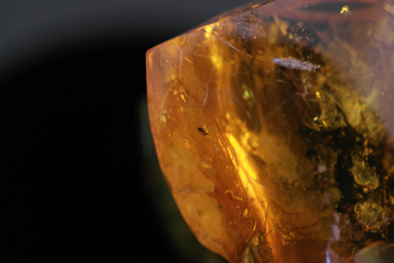 Piedra auténtica de ámbar báltico con insectos de inclusión en el marco de exposición.