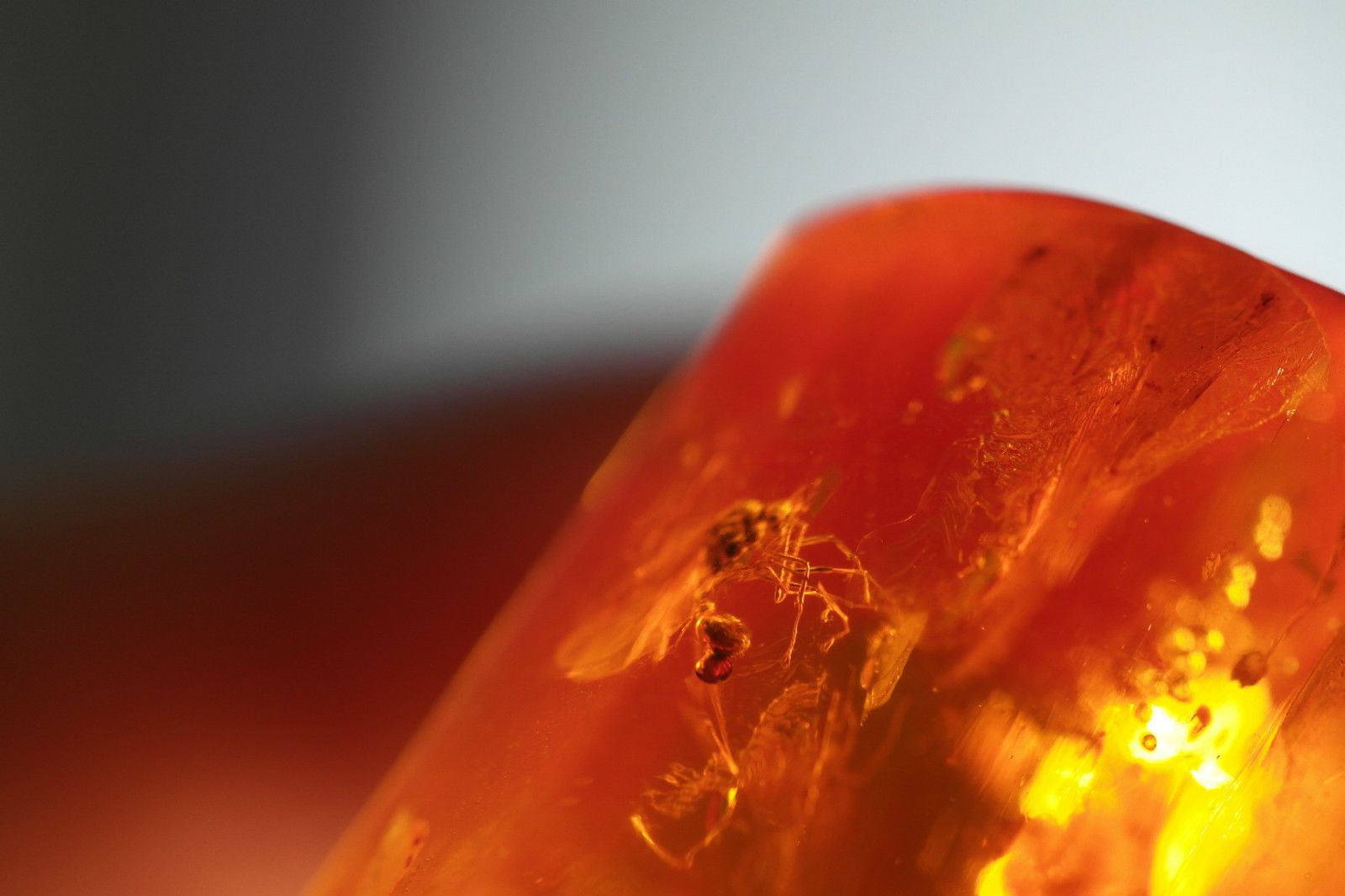 Piedra en bruto pulida de ámbar báltico con insectos de inclusión enmarcados