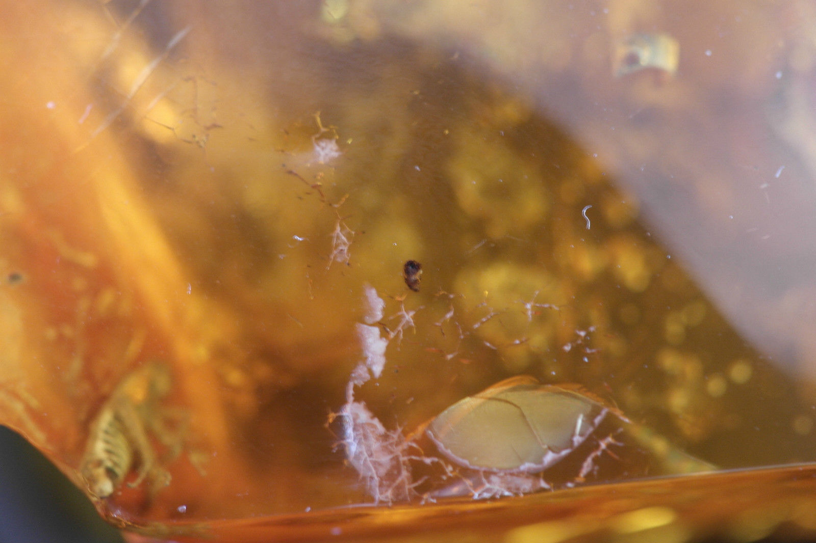 Piedra auténtica de ámbar báltico con insectos de inclusión en el marco de exposición.