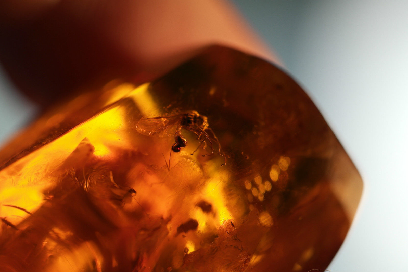 Piedra en bruto pulida de ámbar báltico con insectos de inclusión enmarcados