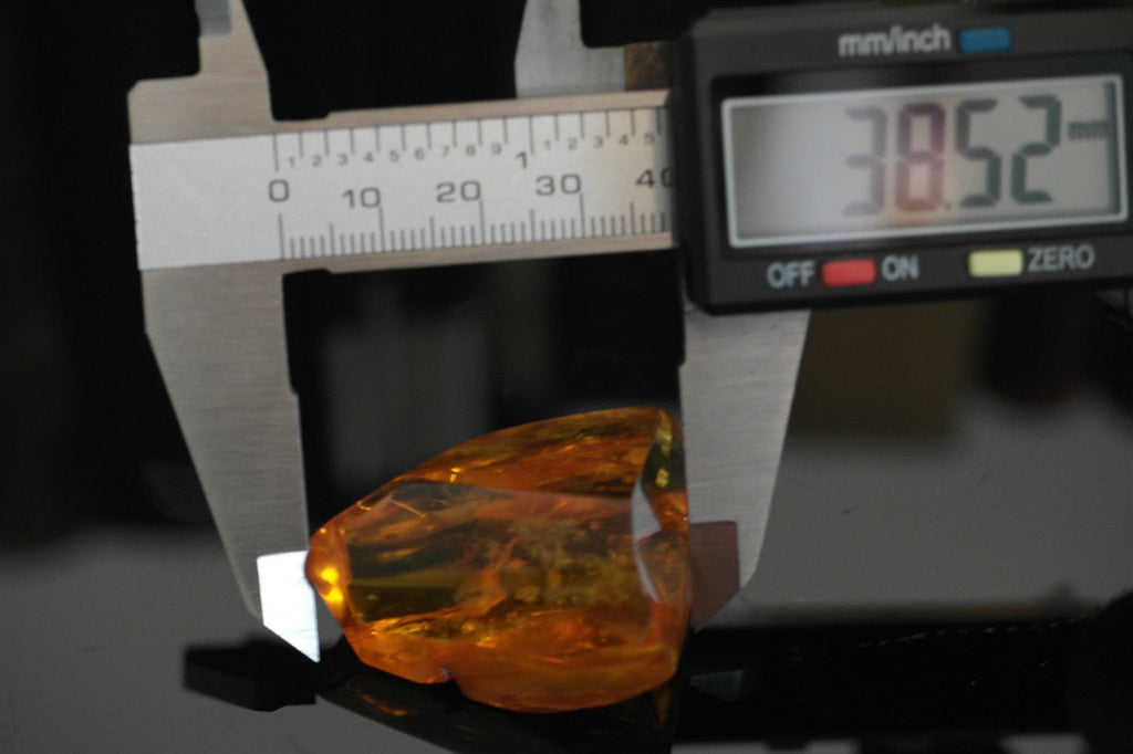 Baltic Amber polished raw stone with Inclusion bugs framed