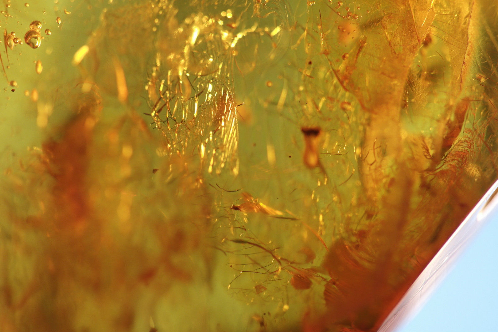 Piedra auténtica de ámbar báltico con insectos de inclusión en el marco de exposición.