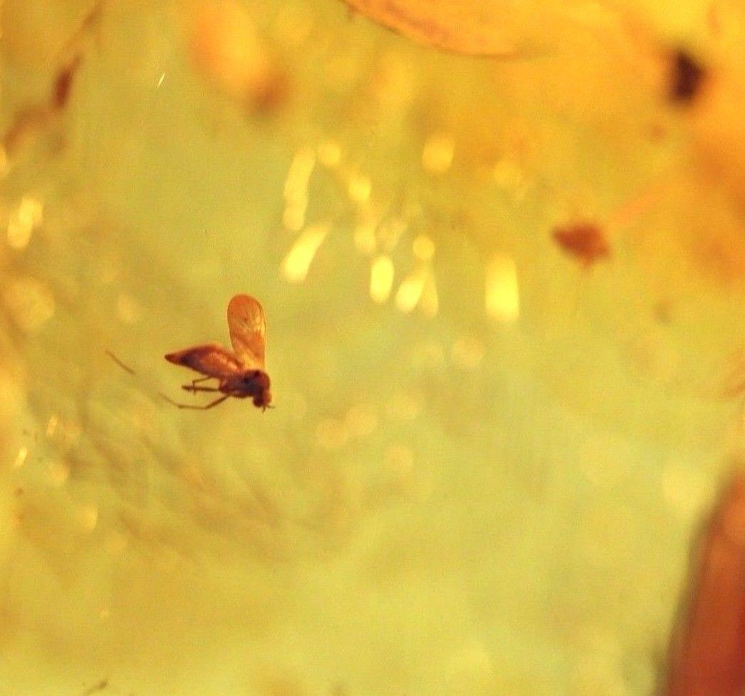 Piedra auténtica de ámbar báltico con insectos de inclusión en el marco de exposición.