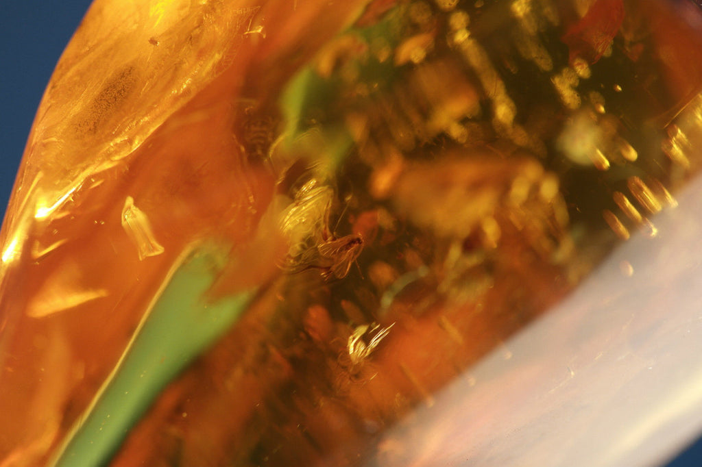 Baltic Amber polished raw stone with Inclusion bugs framed