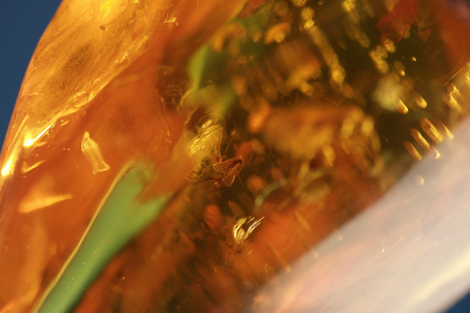 Piedra en bruto pulida de ámbar báltico con insectos de inclusión enmarcados