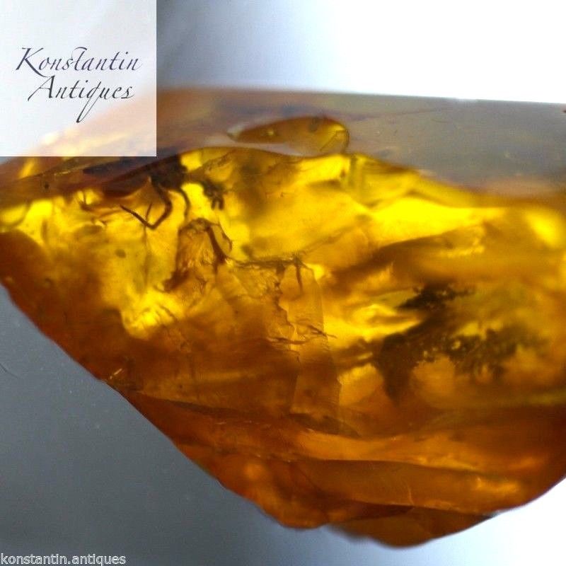 Genuine Baltic Amber stone with Inclusion bug in display frame