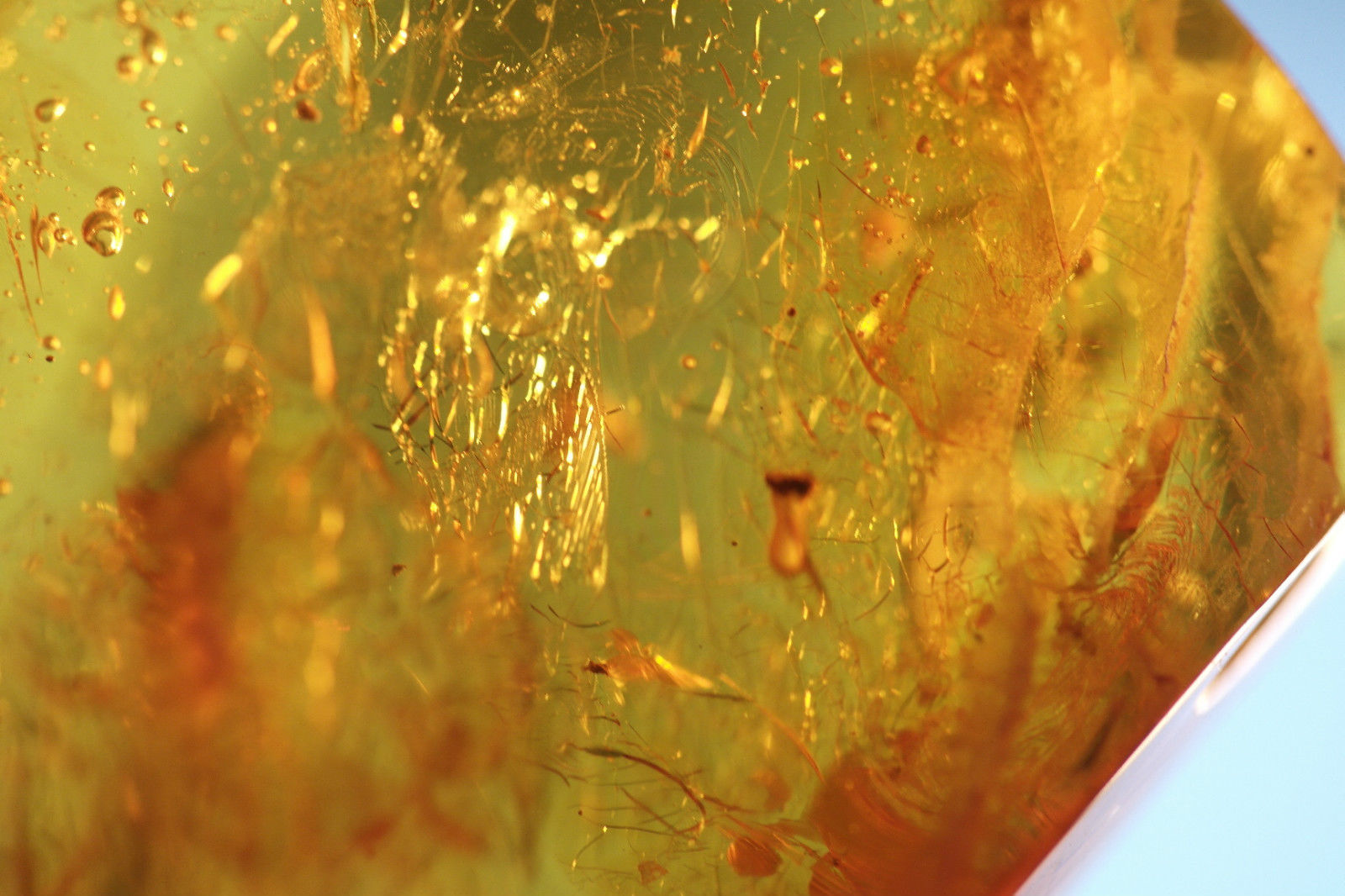 Piedra auténtica de ámbar báltico con insectos de inclusión en el marco de exposición.