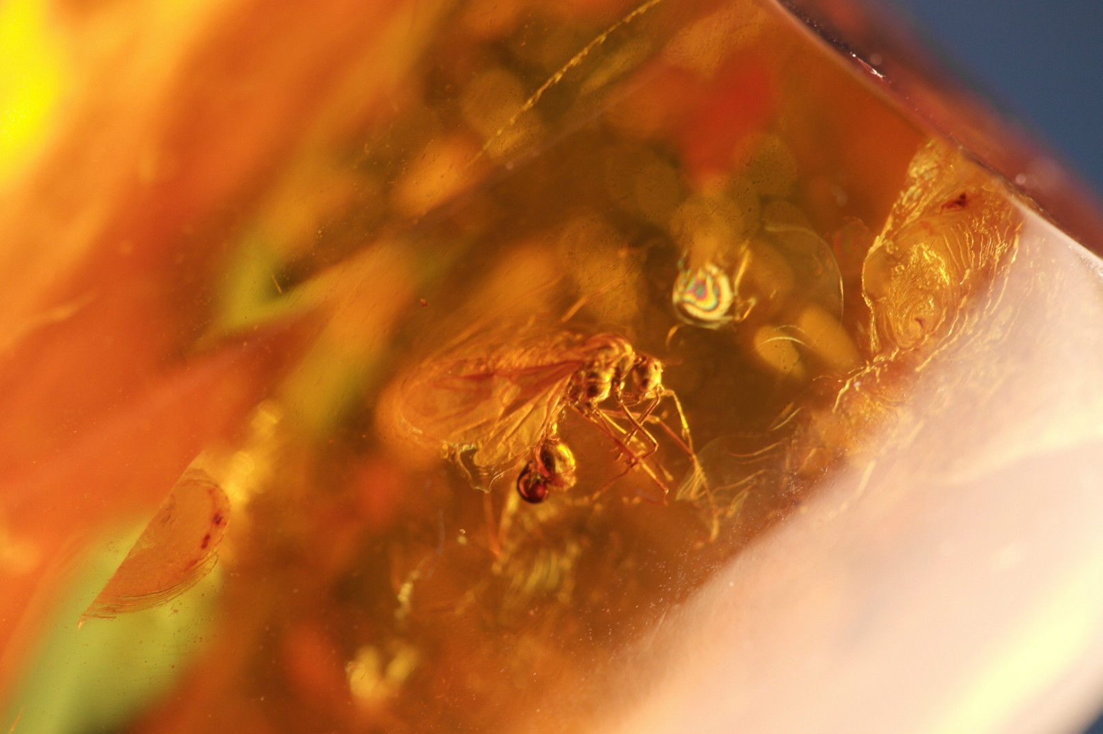 Piedra en bruto pulida de ámbar báltico con insectos de inclusión enmarcados