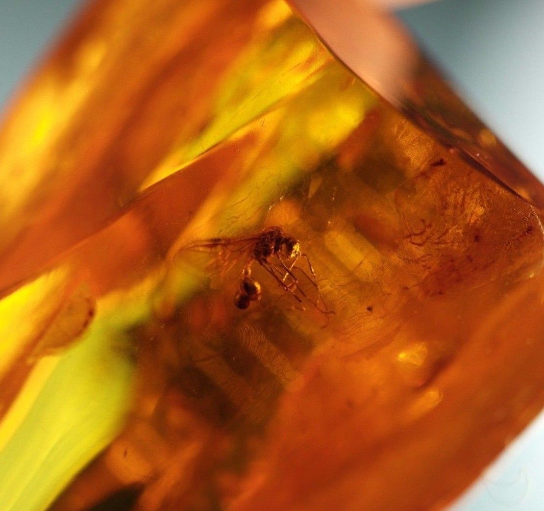 Piedra en bruto pulida de ámbar báltico con insectos de inclusión enmarcados