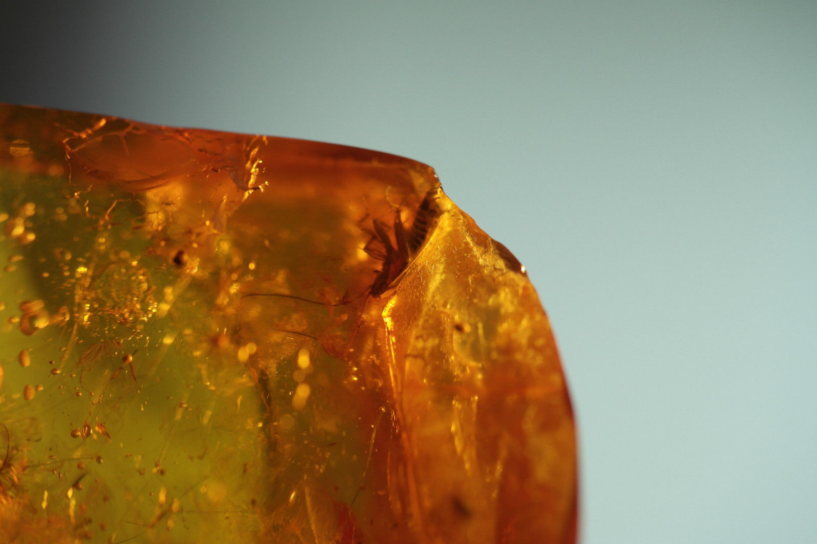 Piedra auténtica de ámbar báltico con insectos de inclusión en el marco de exposición.