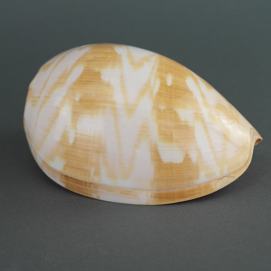 Gran caracol marino indio Volutidae Melo Melo shell de Indonesia gran paz interior