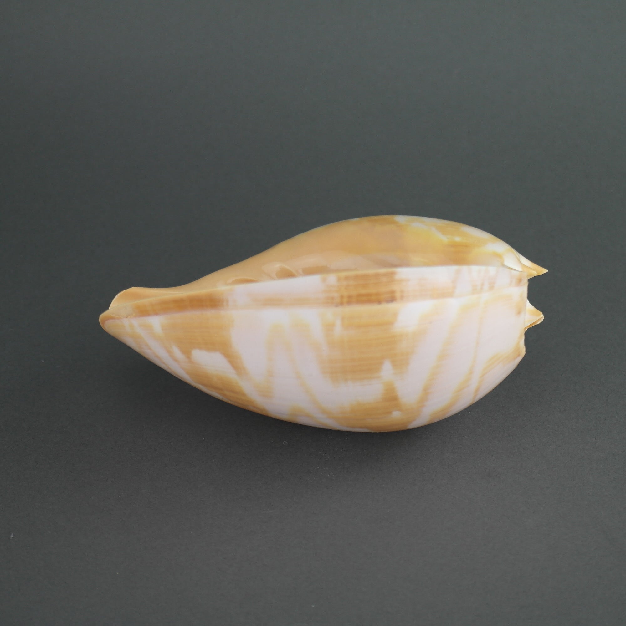 Large sea snail Indian Volutidae Melo Melo shell from Indonesia great interior peace