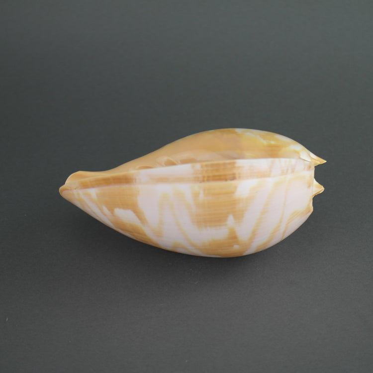 Large sea snail Indian Volutidae Melo Melo shell from Indonesia great interior peace
