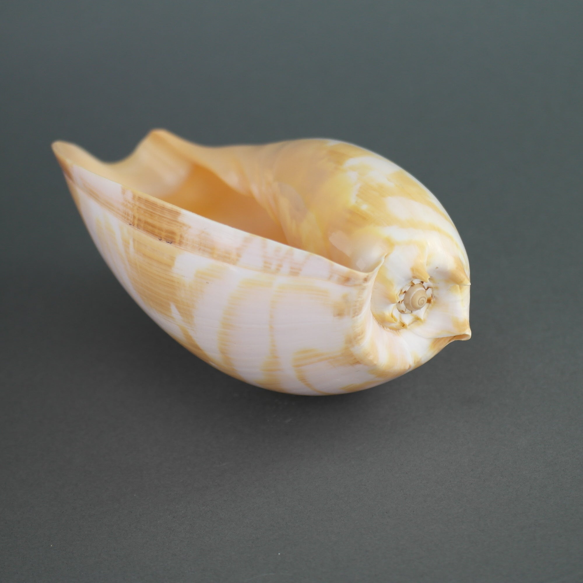 Large sea snail Indian Volutidae Melo Melo shell from Indonesia great interior peace